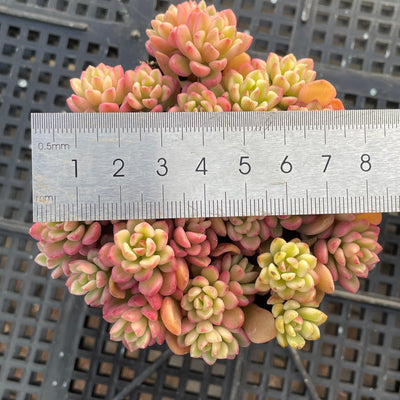 TH551     多肉植物     （23株）セット