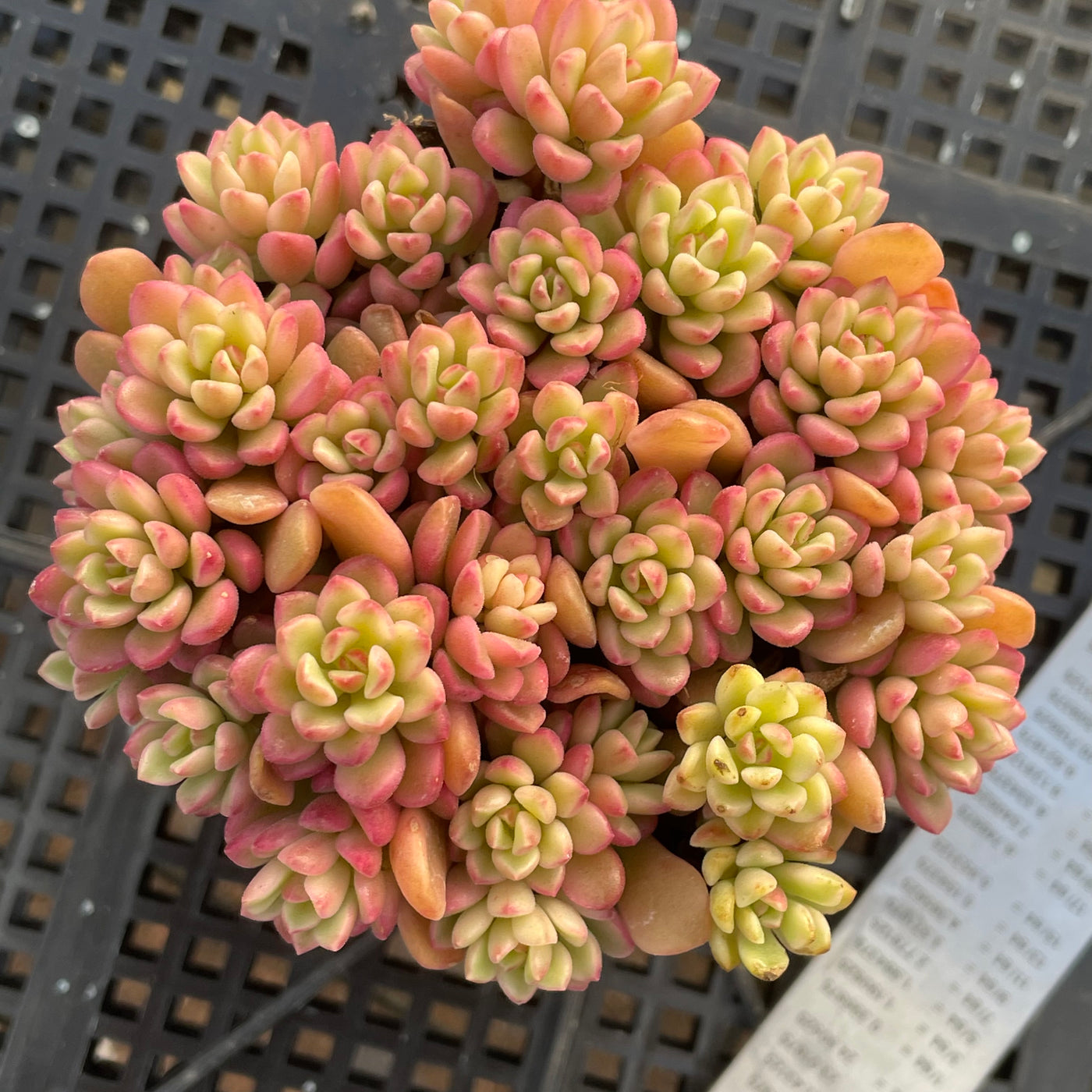TH551     多肉植物     （23株）セット