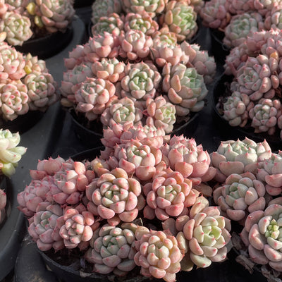 TH552     多肉植物   ラッキーバブル  （40株）セット