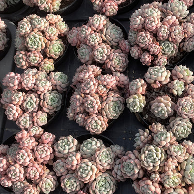 TH552     多肉植物   ラッキーバブル  （40株）セット