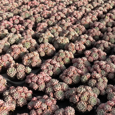 TH552     多肉植物   ラッキーバブル  （40株）セット