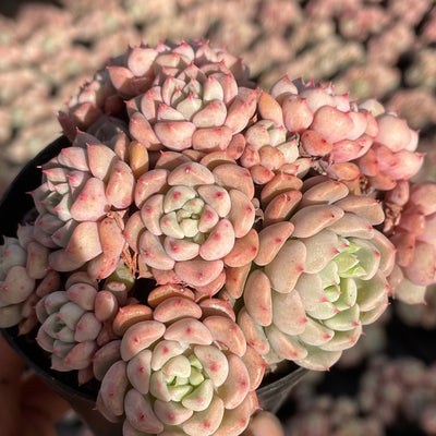 TH552     多肉植物   ラッキーバブル  （40株）セット