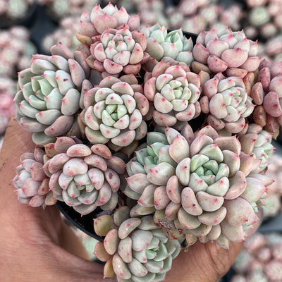 TH552     多肉植物   ラッキーバブル  （40株）セット