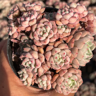 TH552     多肉植物   ラッキーバブル  （40株）セット