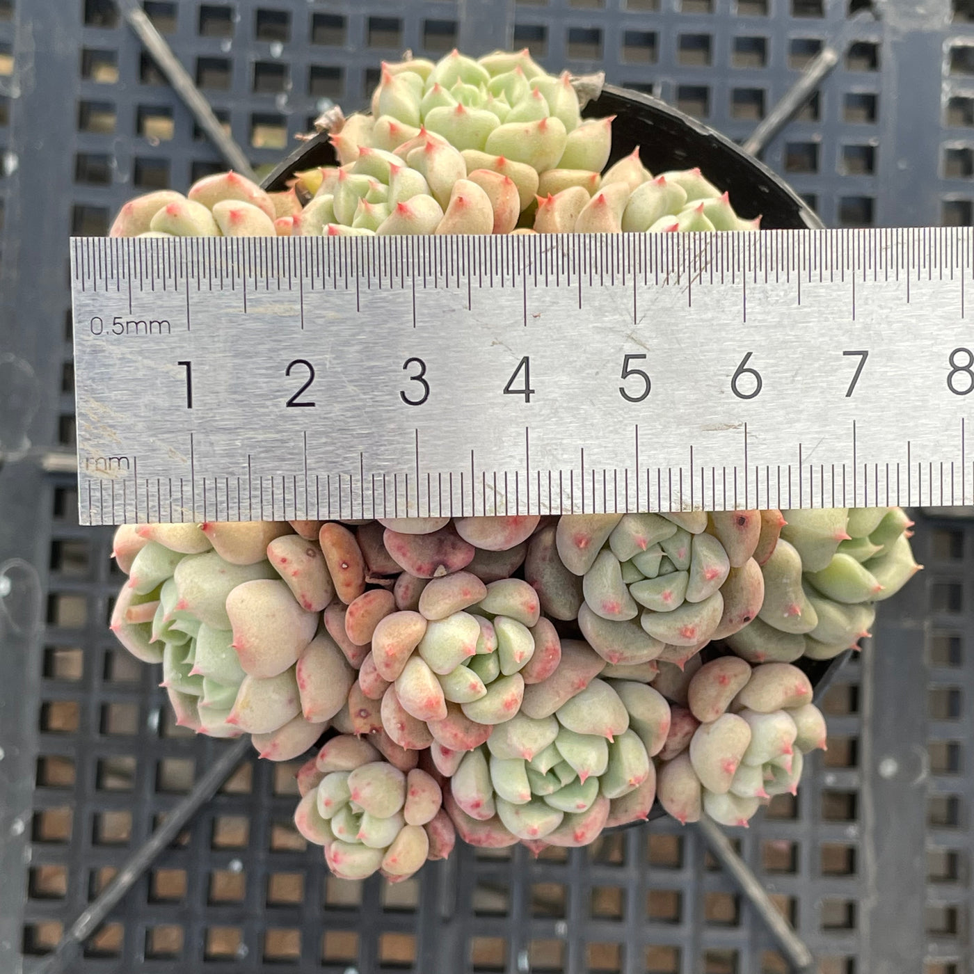 TH552     多肉植物   ラッキーバブル  （40株）セット