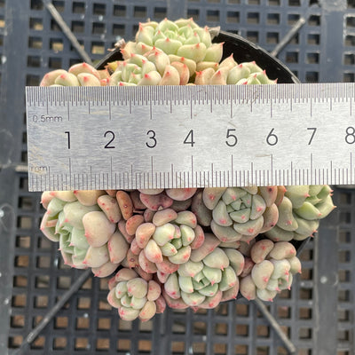 TH552     多肉植物   ラッキーバブル  （40株）セット