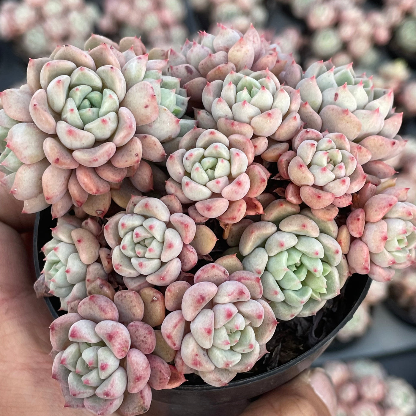 TH552     多肉植物   ラッキーバブル  （40株）セット