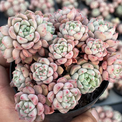 TH552     多肉植物   ラッキーバブル  （40株）セット