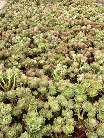 TH505     多肉植物   緑のバラ
グリーンローズ  （20株）セット
