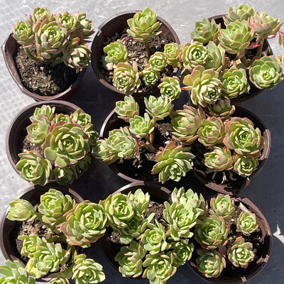 TH505     多肉植物   緑のバラ
グリーンローズ  （20株）セット