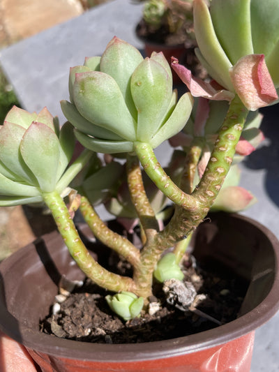 TH505     多肉植物   緑のバラ
グリーンローズ  （20株）セット