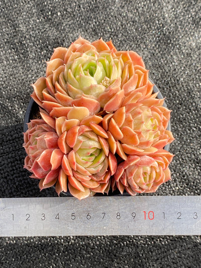 TH622     多肉植物     （18株）セット