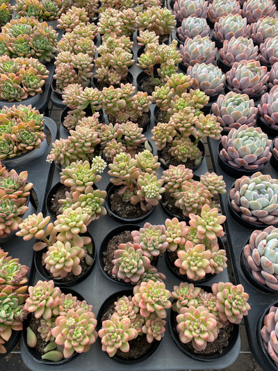 TH619     多肉植物     （40株）セット