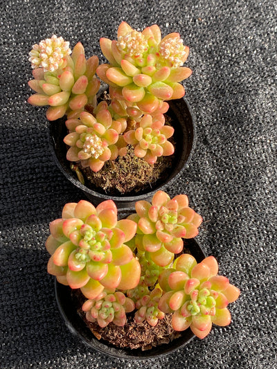 TH619     多肉植物     （40株）セット
