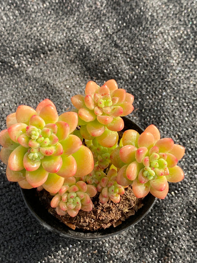 TH619     多肉植物     （40株）セット