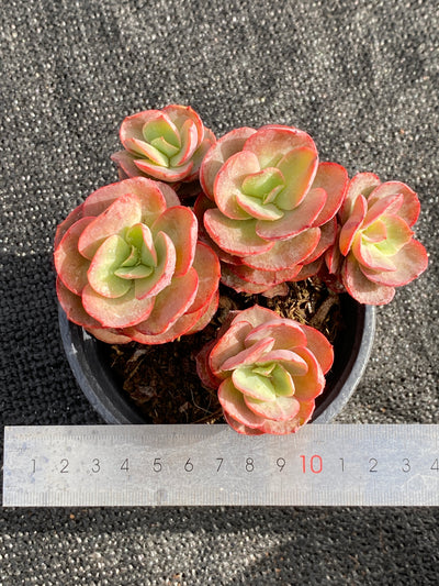 TH615     多肉植物     （28株）セット