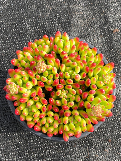 TH618     多肉植物     （15株）セット