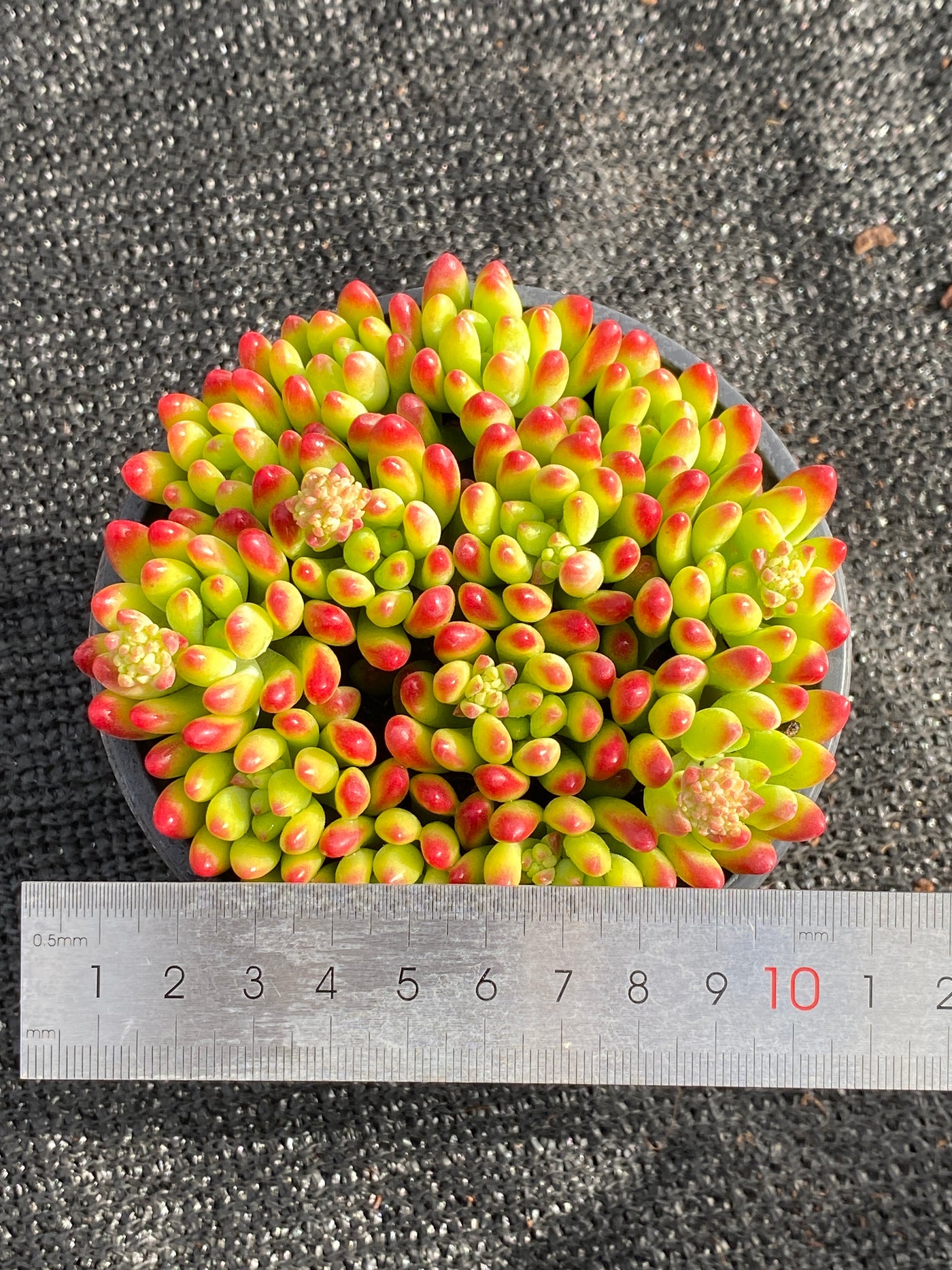 TH618     多肉植物     （15株）セット