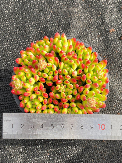 TH618     多肉植物     （15株）セット
