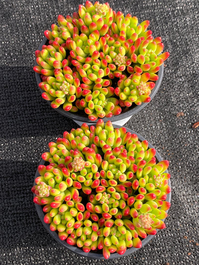 TH618     多肉植物     （15株）セット