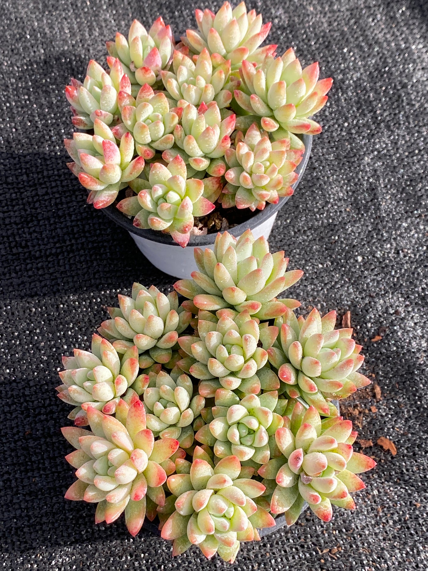 TH617     多肉植物     （15株）セット