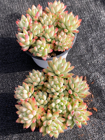 TH617     多肉植物     （15株）セット
