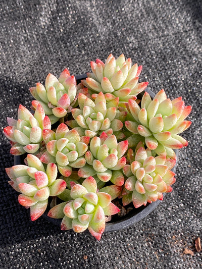 TH617     多肉植物     （15株）セット