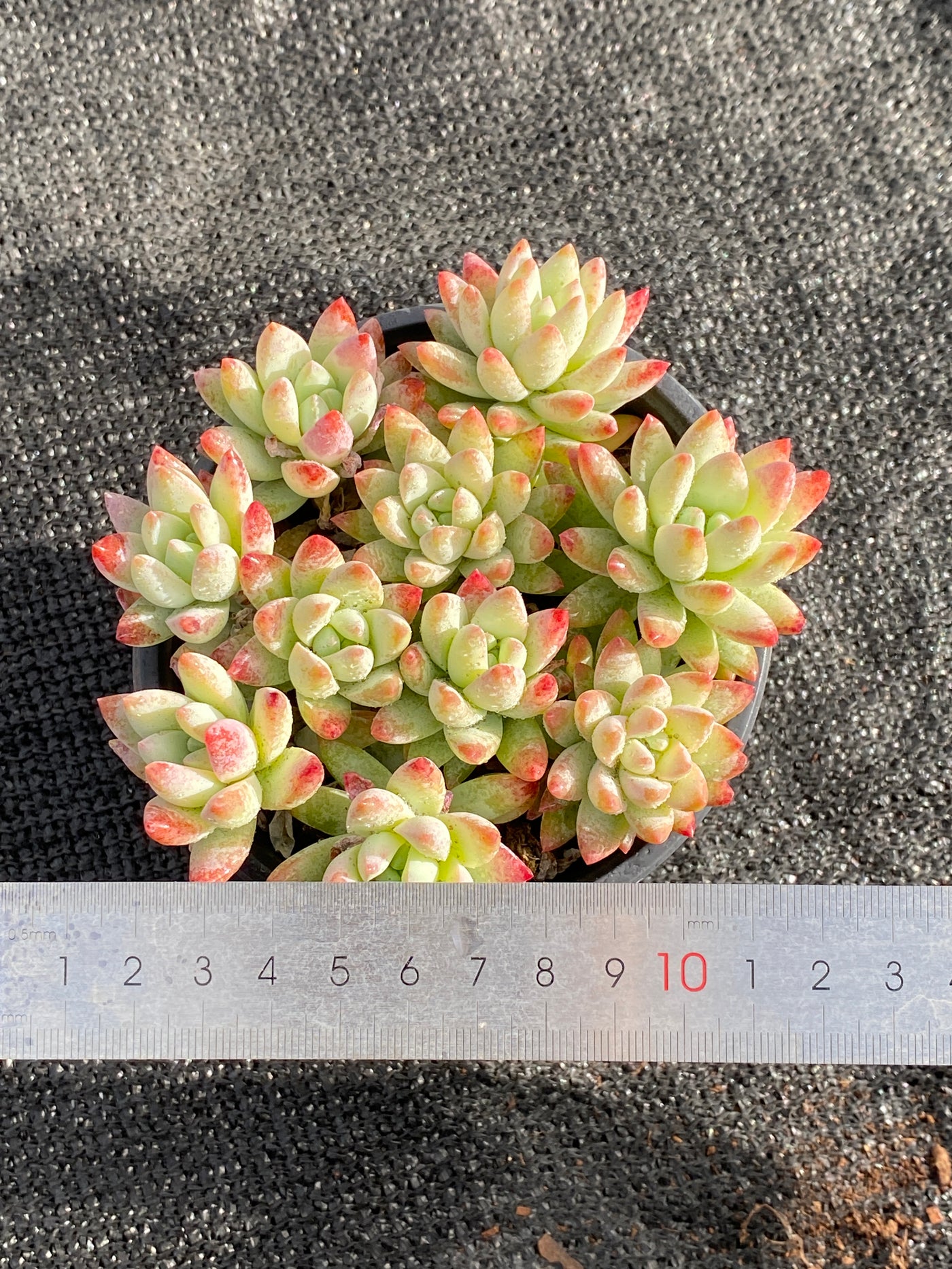 TH617     多肉植物     （15株）セット