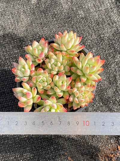 TH617     多肉植物     （15株）セット
