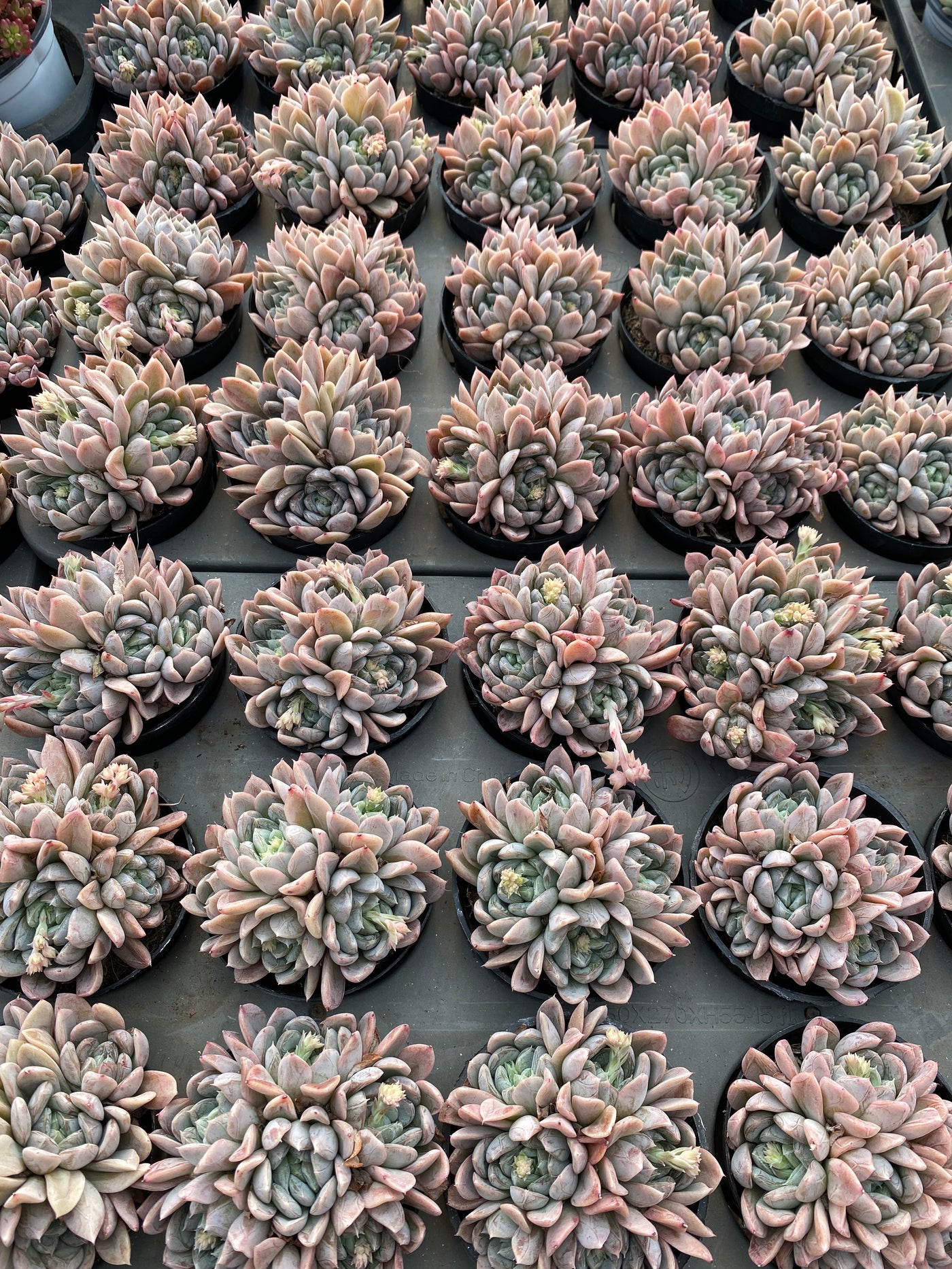 TH621     多肉植物     （24株）セット