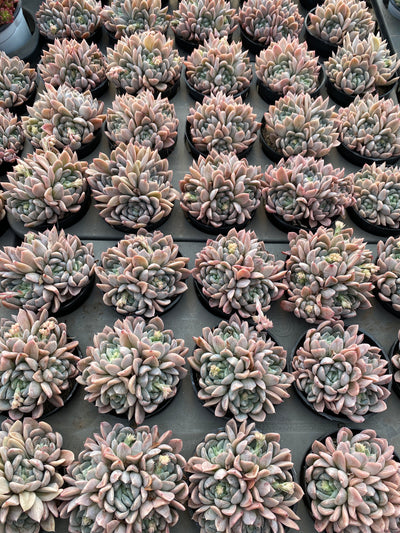 TH621     多肉植物     （24株）セット