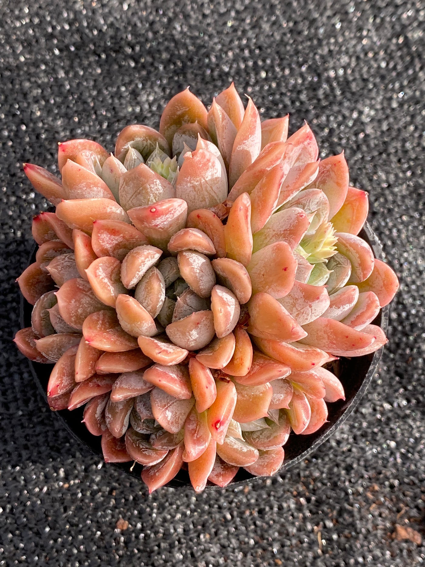 TH621     多肉植物     （24株）セット