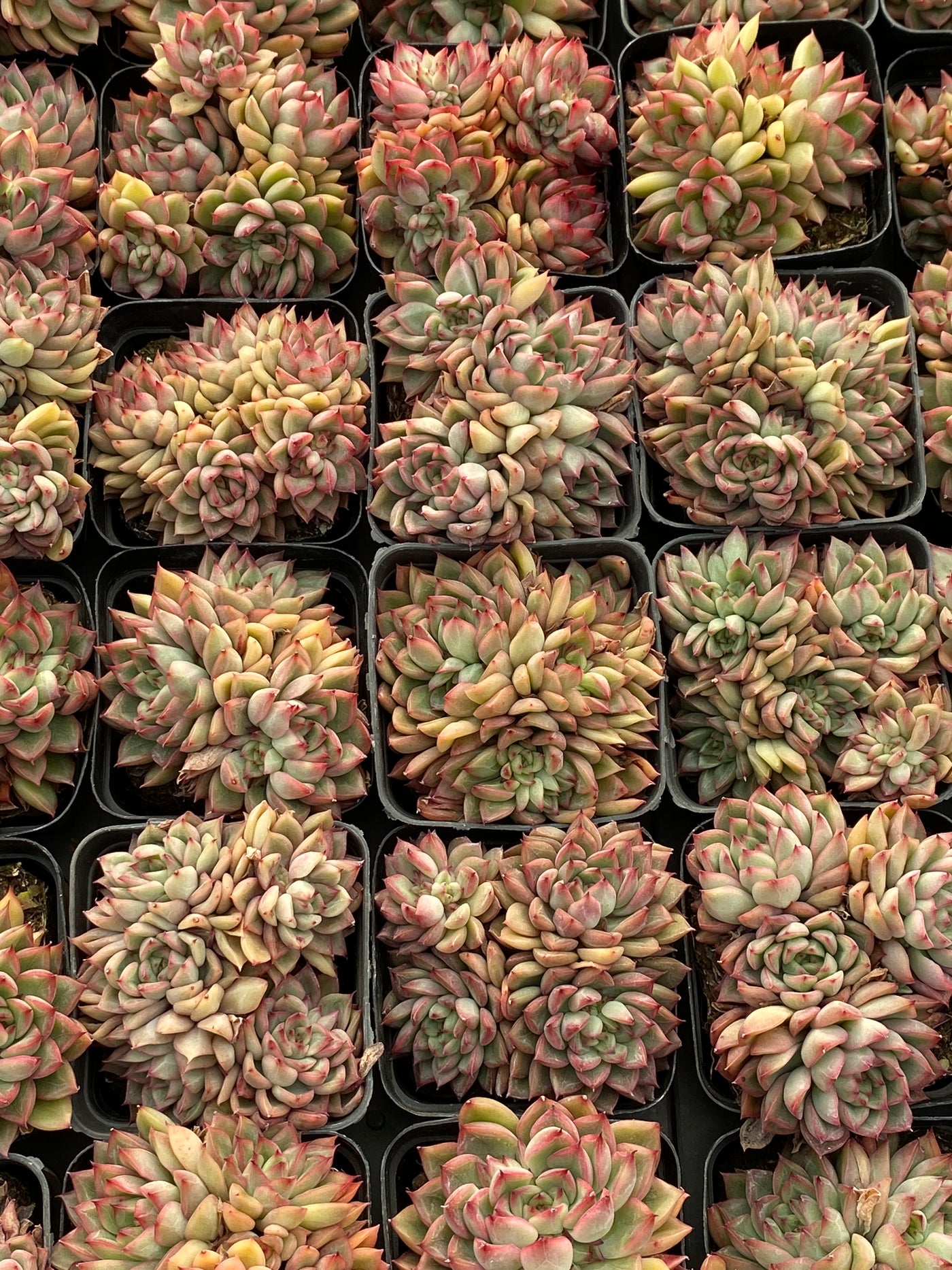 TH616     多肉植物     （40株）セット