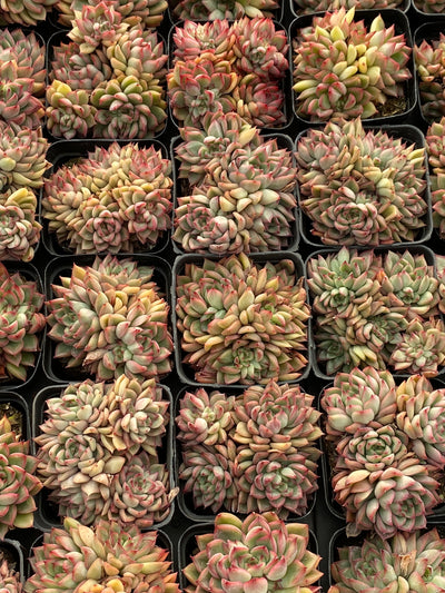 TH616     多肉植物     （40株）セット