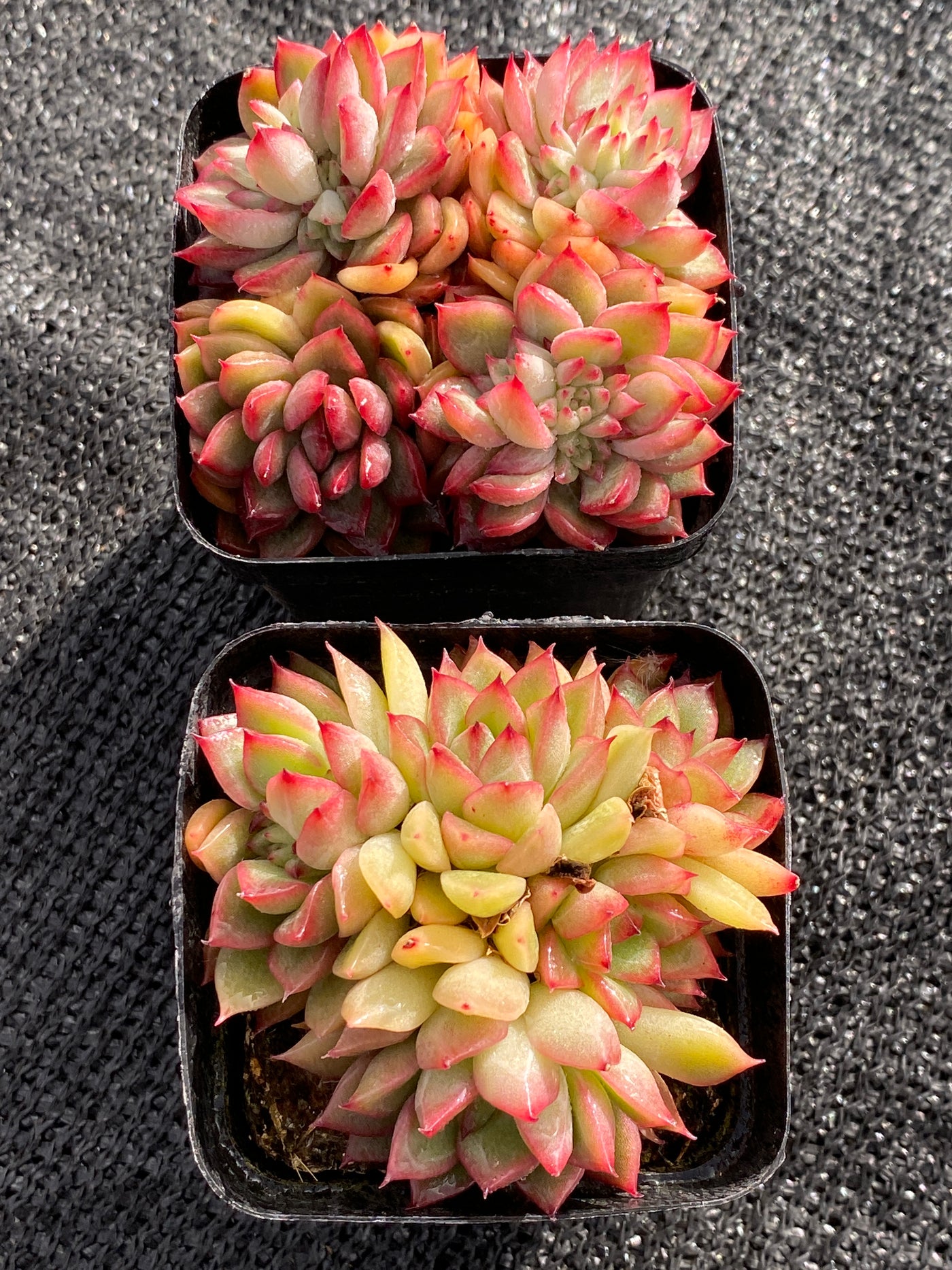 TH616     多肉植物     （40株）セット