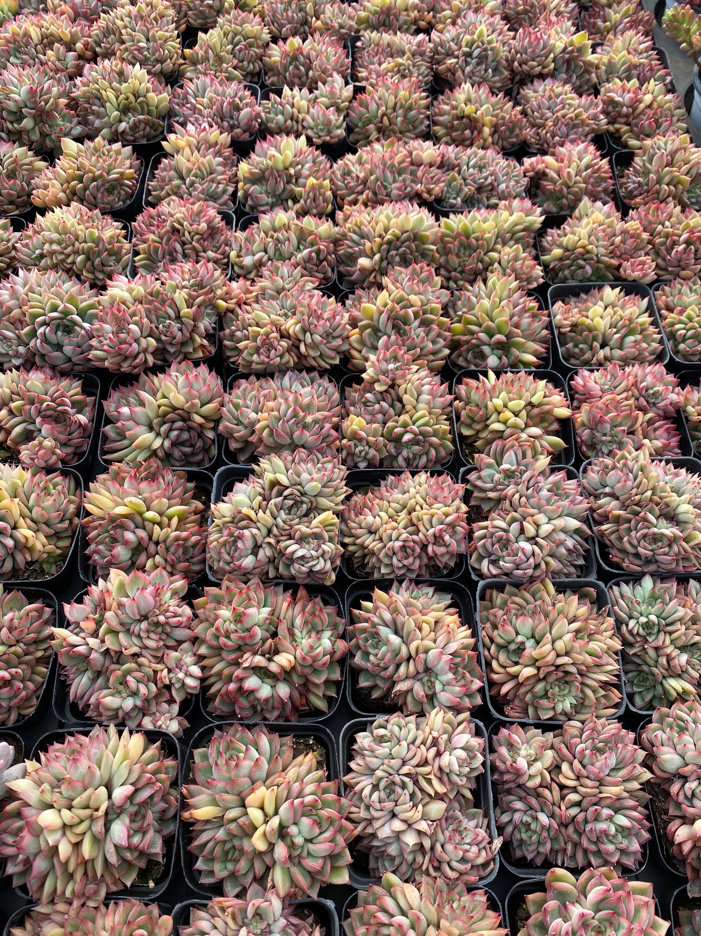 TH616     多肉植物     （40株）セット
