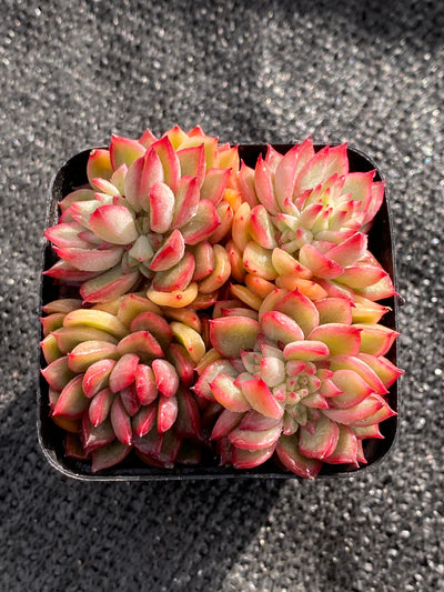 TH616     多肉植物     （40株）セット