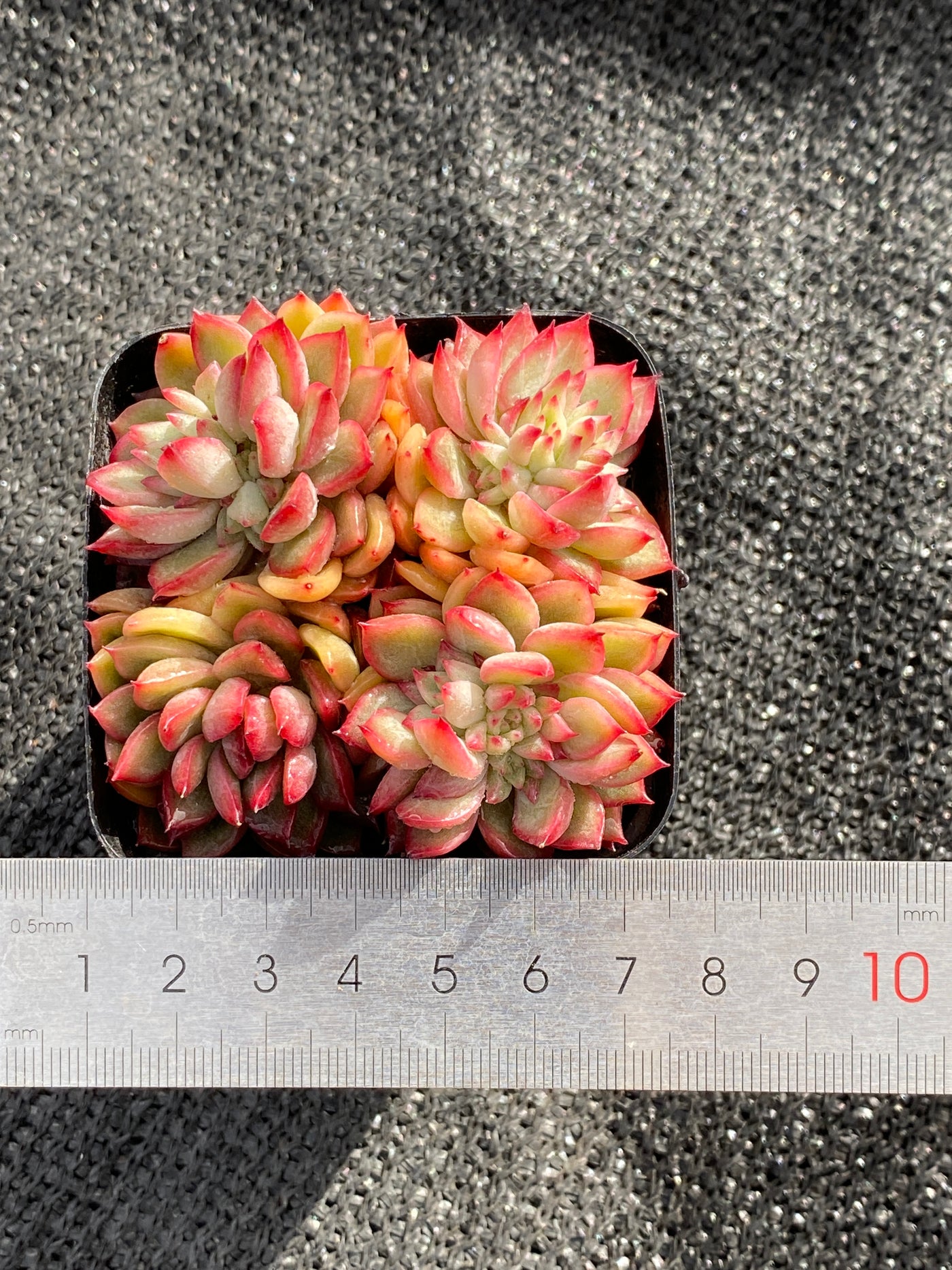 TH616     多肉植物     （40株）セット