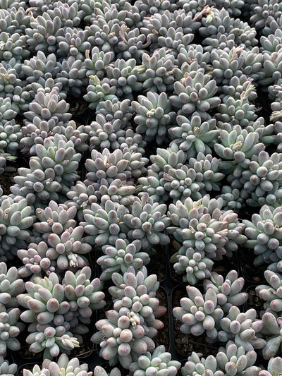 TH624     多肉植物     （40株）セット