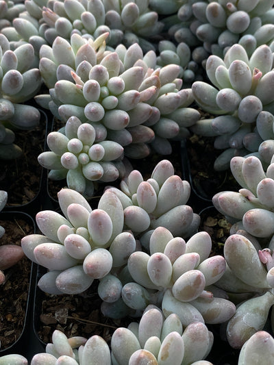 TH624     多肉植物     （40株）セット