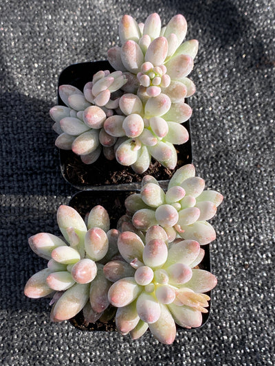 TH624     多肉植物     （40株）セット
