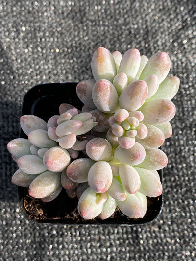 TH624     多肉植物     （40株）セット