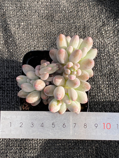 TH624     多肉植物     （40株）セット