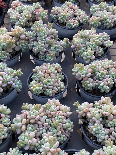 TH620     多肉植物     （15株）セット