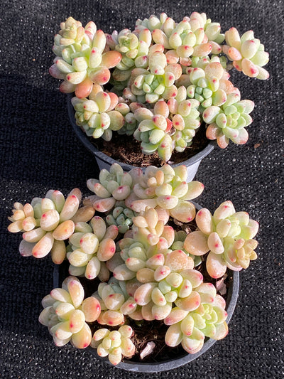 TH620     多肉植物     （15株）セット