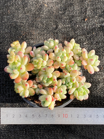 TH620     多肉植物     （15株）セット