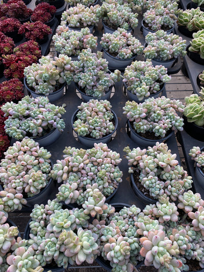TH620     多肉植物     （15株）セット
