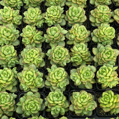 TH671     多肉植物     （40株）セット