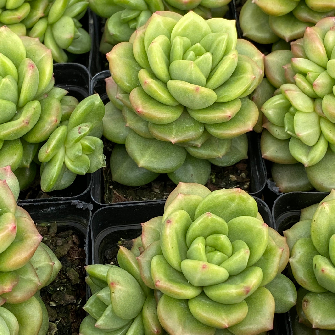 TH671     多肉植物     （40株）セット