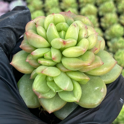 TH671     多肉植物     （40株）セット